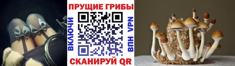 Псилоцибиновые грибы ЛСД Ладушкин